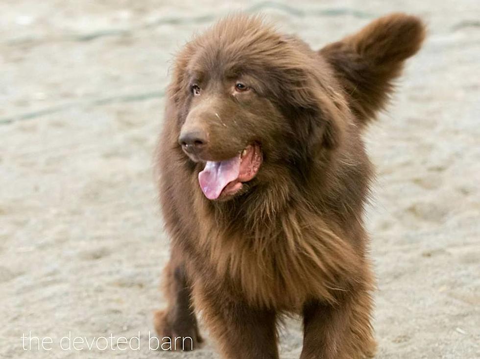 Shaggy, GR’s Wandering Newfoundland, Has Died 5 Years After Rescue