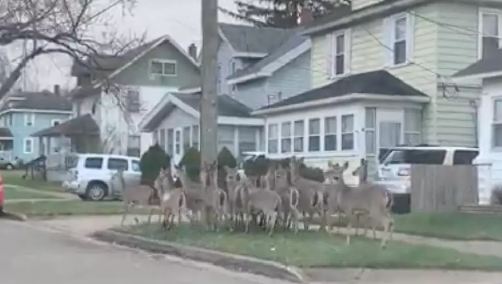 Herd of Deer Roam Southwest Grand Rapids Neighborhood