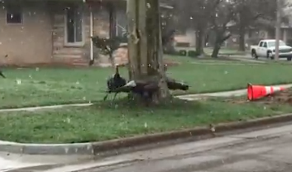 Turkeys Play Ring Around the Rosie in Grand Rapids Neighborhood