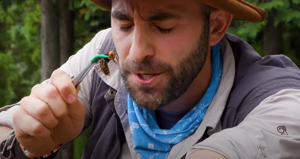 Coyote Peterson Stung Himself With A Murder Hornet For Us