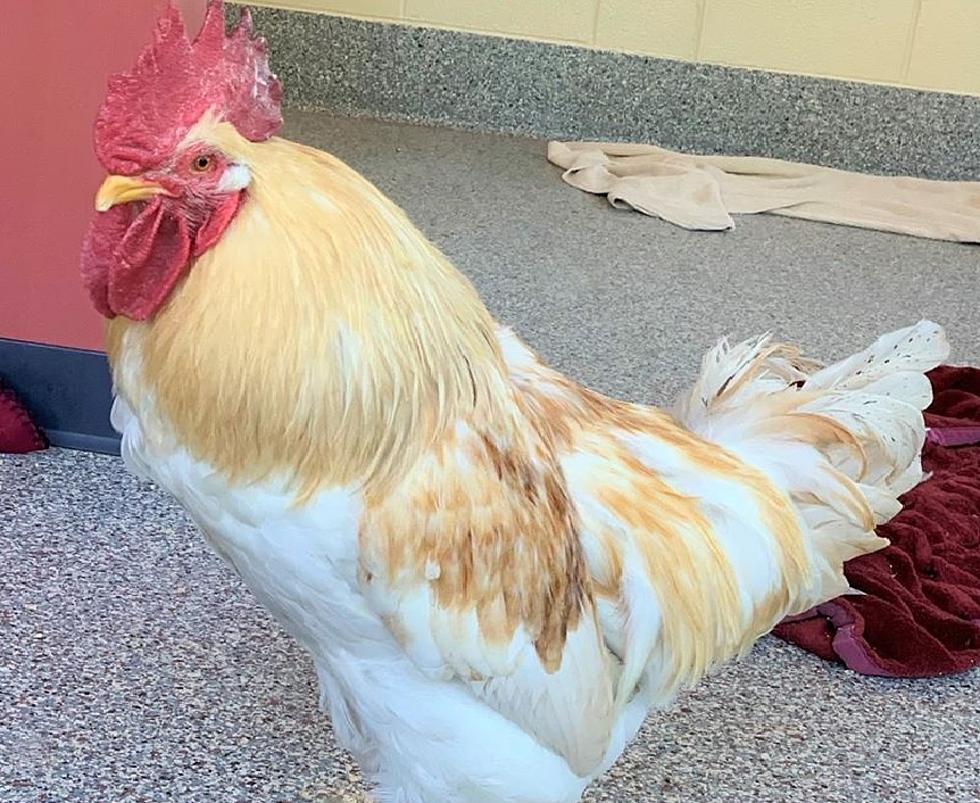 2-Year-Old Elvis the Rooster Needs a Good Home