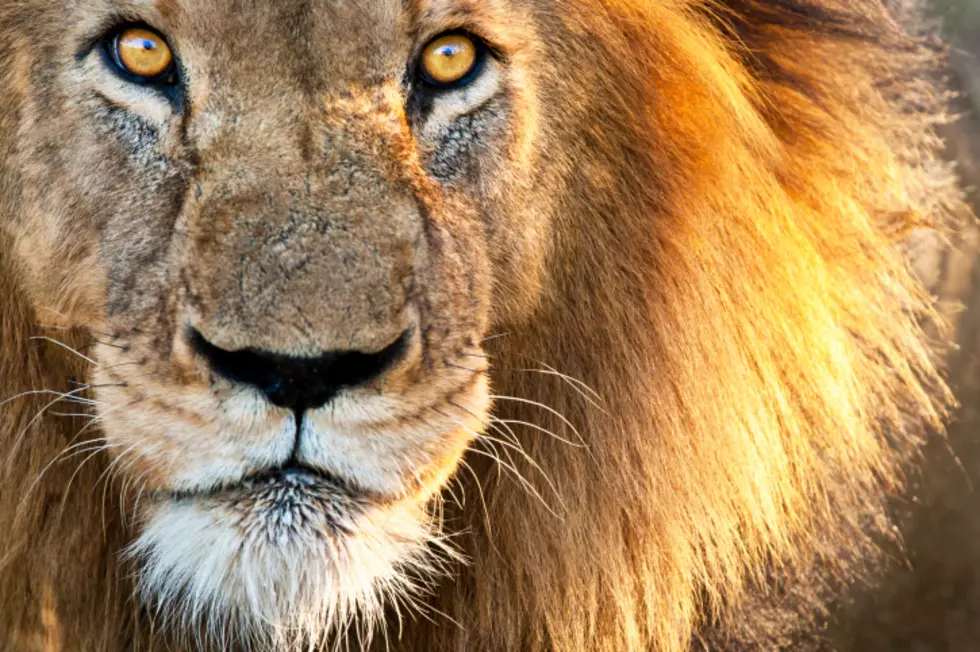 Interested In Buying Lion Poop? You Might Just Be In Luck