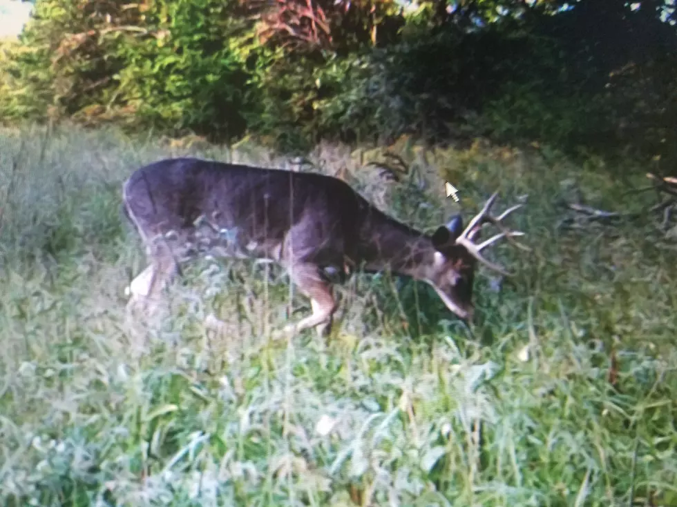 Signs of The Rut Have Begun for Deer Hunters