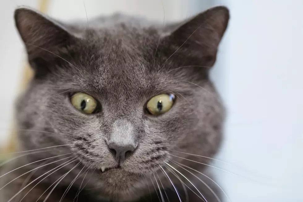 Can This App Really Translate Your Cats Meow??