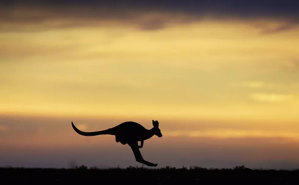 Wallaroo Gets Loose From Owner & Leads Police On A Two Hour Chase