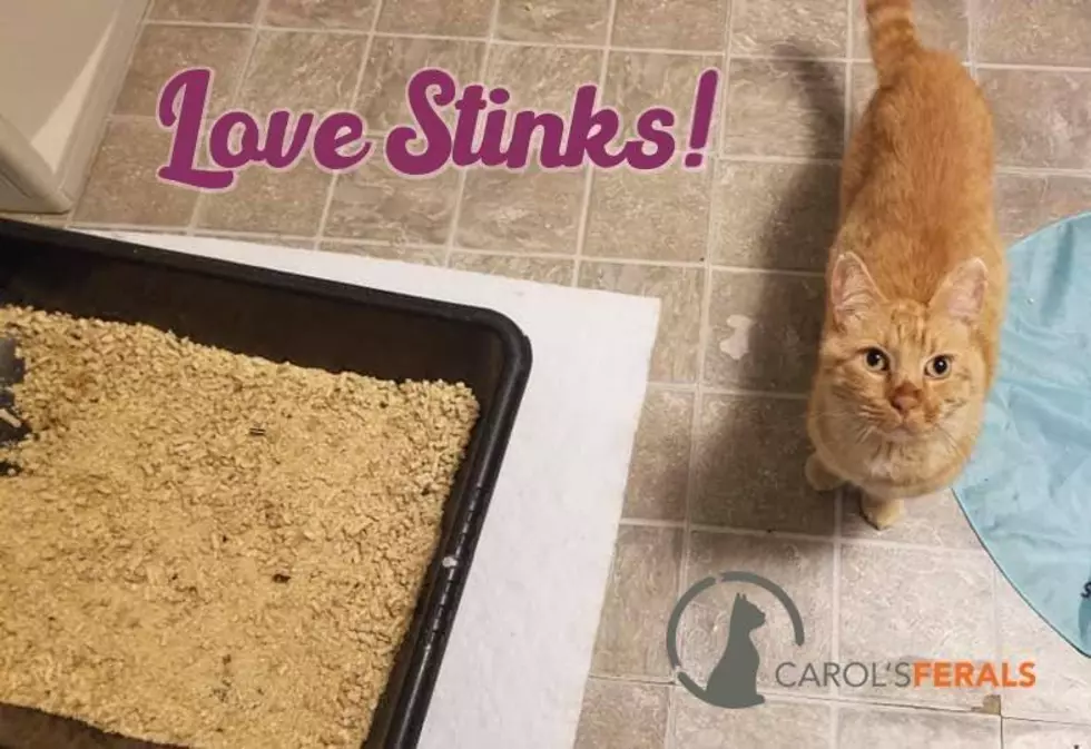 GR Shelter Will Cover Your Ex’s Name in Cat Poop This Valentine’s Day