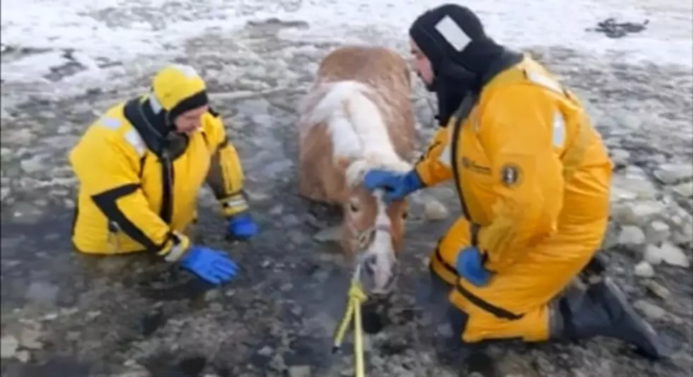 Horse Rescued From Icy Pond in Wayland [VIDEO]