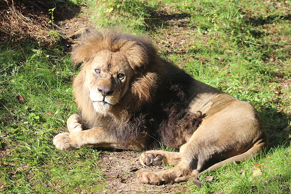 Docha The Lion At John Ball Zoo Has Died