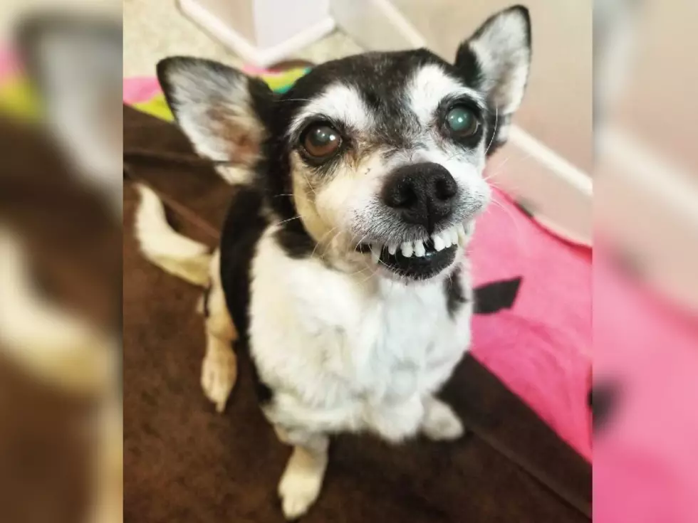 West Michigan Senior Dog With the BEST Smile is Up for Adoption