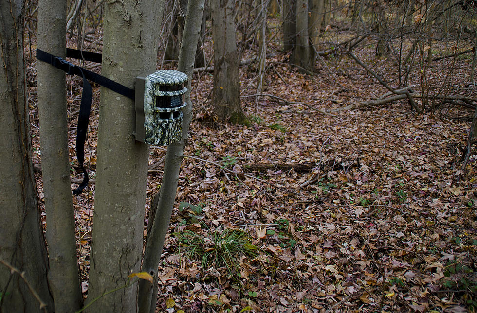 Time To Get Those Trail Cameras Ready