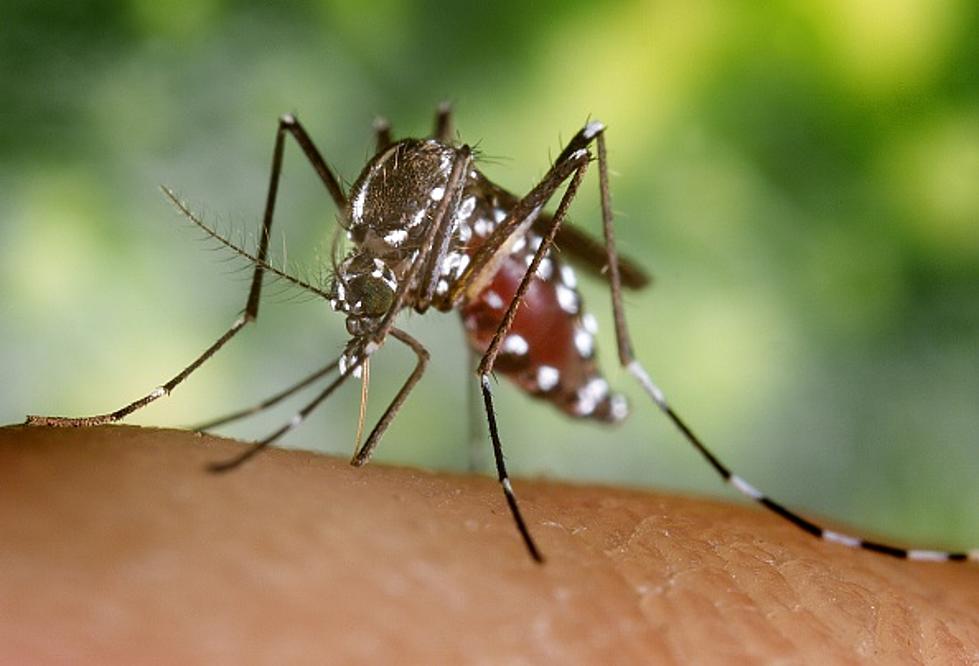 What the Hell Is An Asian Tiger Mosquito?