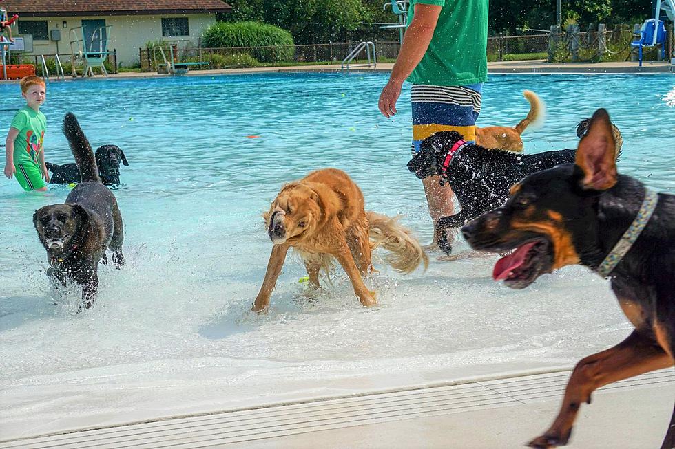 Swim with Your Dog For Free at the City of GR’s Upcoming Wag ‘n’ Wade