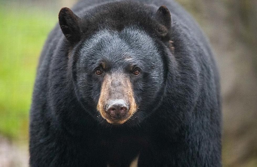 Check To See If You Got Your Michigan Bear Permit
