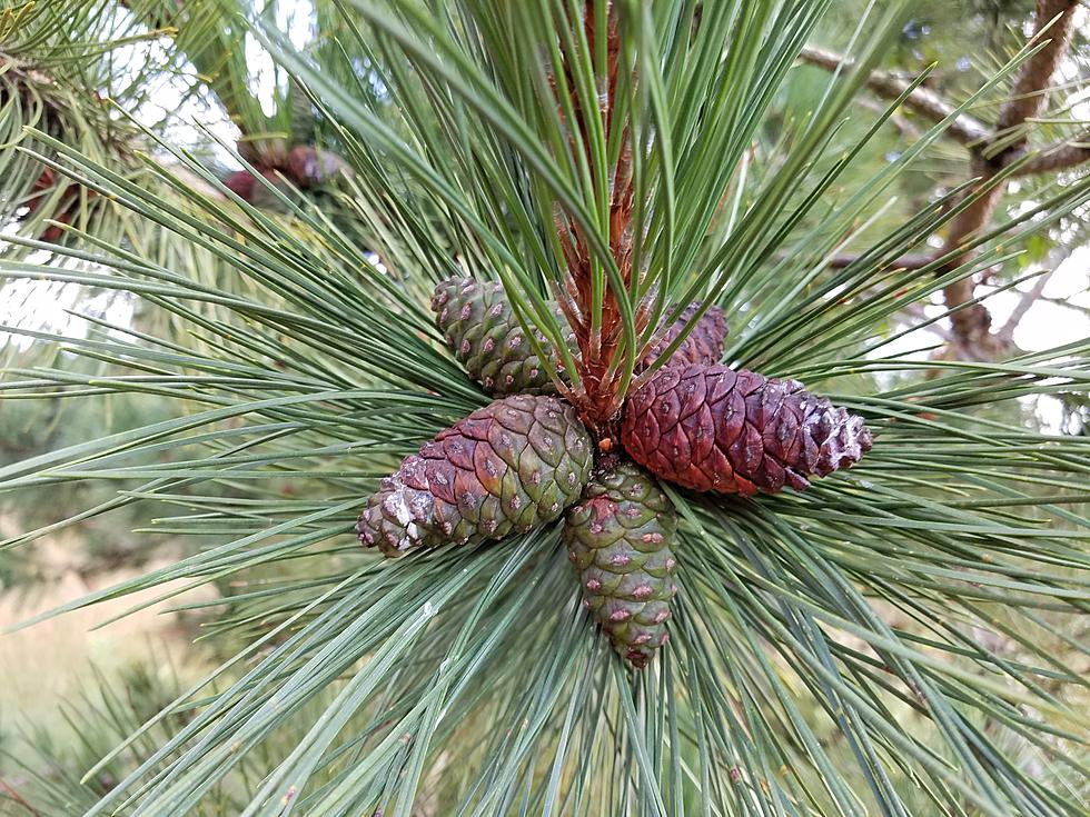 Pick Red Pine Cones, Get Cash from the MI DNR This September