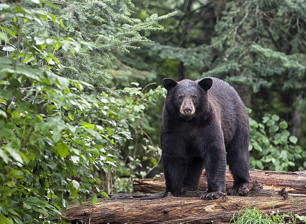 DNR Euthanizes 500-Pound Black Bear Roaming Traverse City Neighborhoods