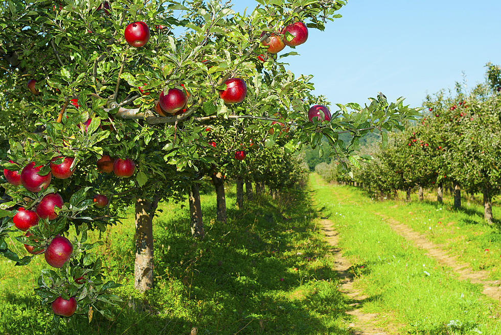Apple Numbers Are Down For West Mi. Farmers