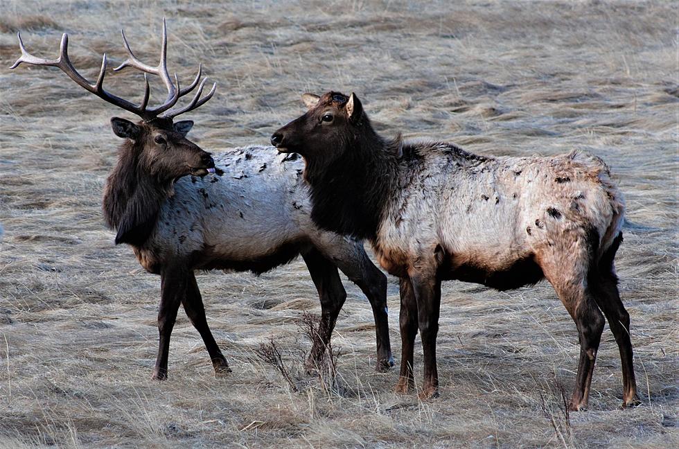 Pair of Elk In Kent Co. Confirmed To Have Chronic Wasting Disease