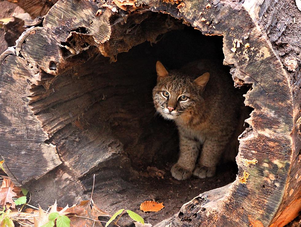 UPDATE: Bobcat Escaped From Blanford Nature Center Found Safe