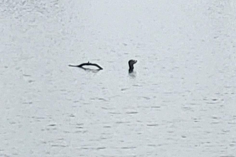 Was the Loch Ness Monster Spotted In a Swamp Near I-75 South Of Flint?