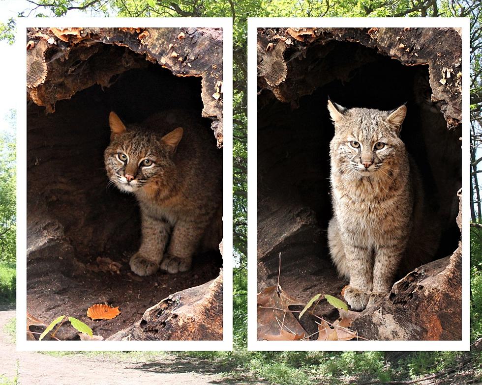 Blandford Nature Center Welcomes Two Young Bobcats – You Can Help Name Them
