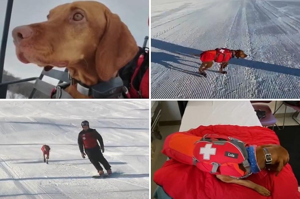There&#8217;s A Dog Gone Good New Member Of Cannonsburg&#8217;s Ski Patrol