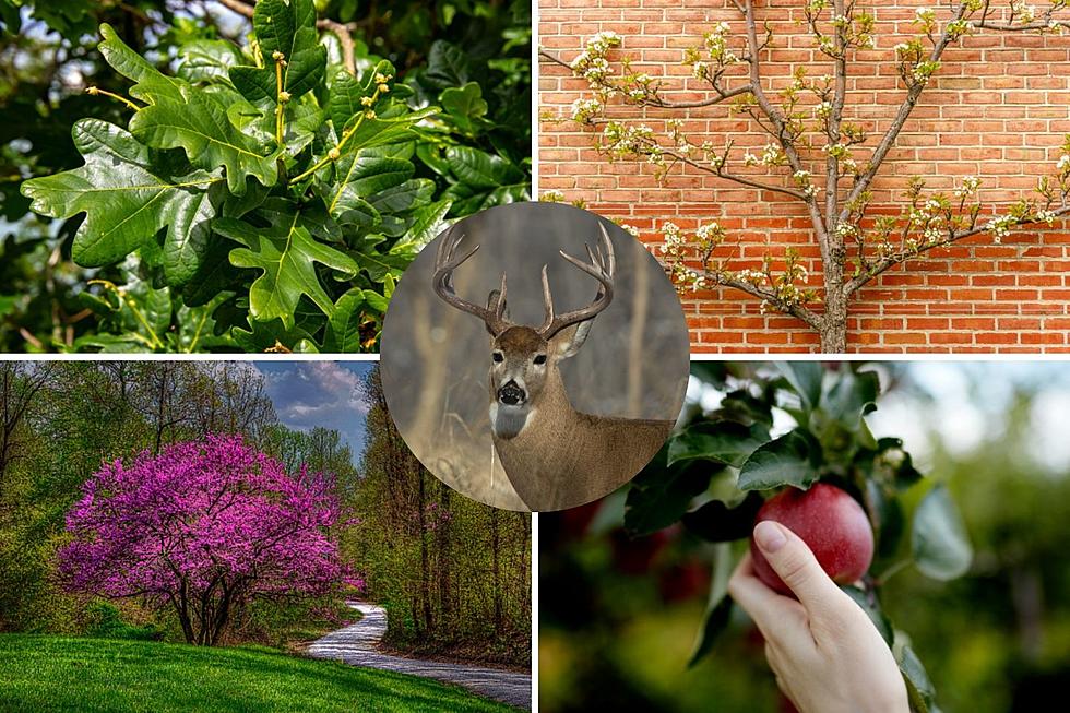 Want To Attract Wildlife To Your Property? Here Are Michigan&#8217;s Top Tree Choices