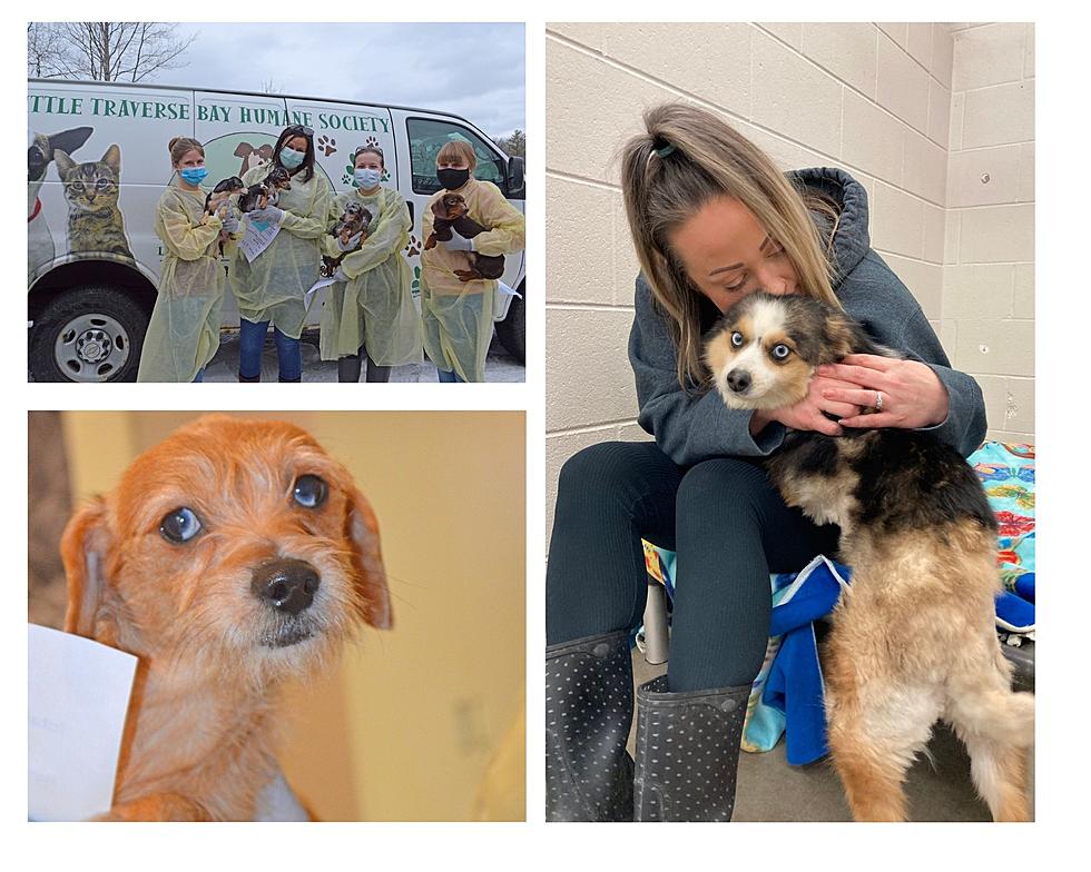 More Than 140 Dogs Rescued from Northern Michigan Breeding Operation Seeking Forever Homes