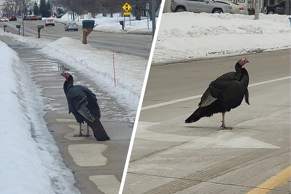 Facebook Famous Gary the Turkey Has Been Captured in Kentwood [VIDEO]