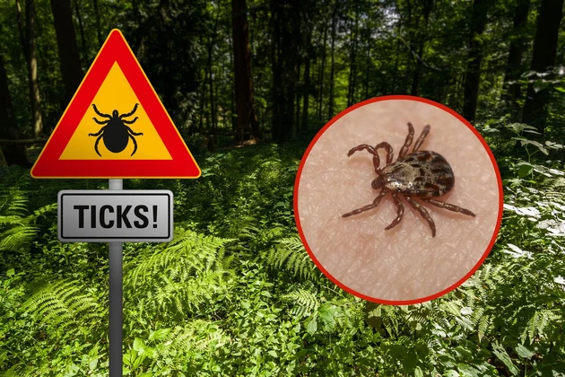 Experts Warn Michigan Could See an Uptick in Ticks This Year