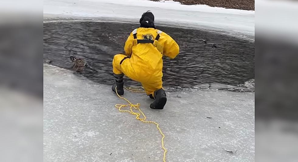 West Michigan Firefighters Rescue Doe From Icy Pond [VIDEO]