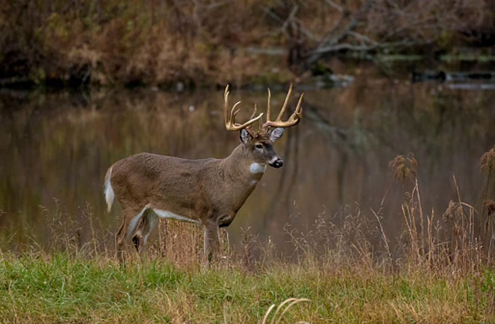 DNR Says CWD On The Rise In Michigan&#8217;s Deer Herd