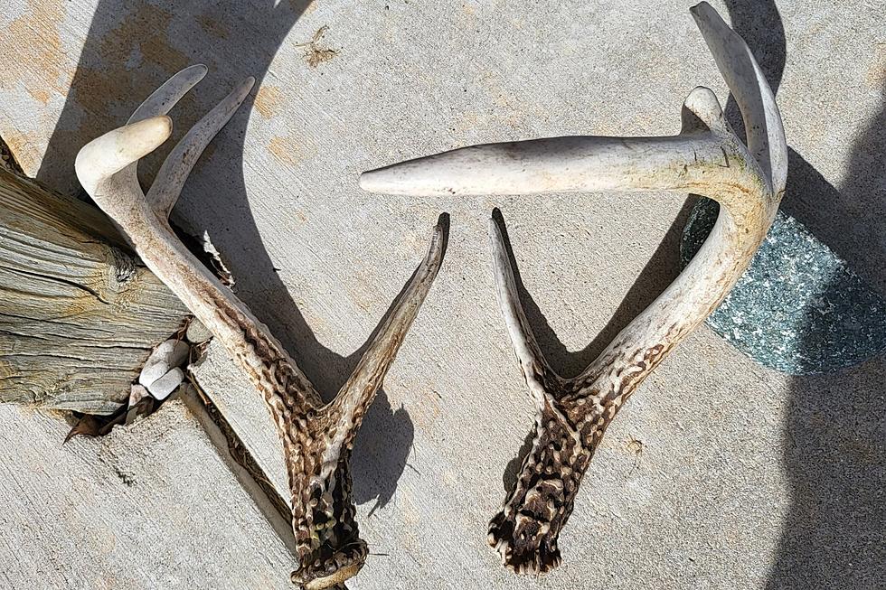 You Don’t Have to Be a Deer Hunter to Enjoy Finding Deer Sheds