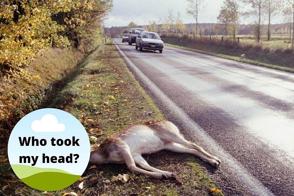 DNR Says to Not Worry About Headless Deer Found Along Michigan Roads