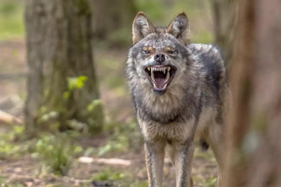 Coyote Attacks Rising in U.S. – How Long Before it Happens in Michigan?