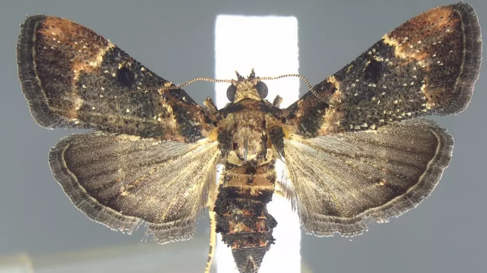 Moth Discovered in Detroit That Hasn’t Been Seen For 110 Years