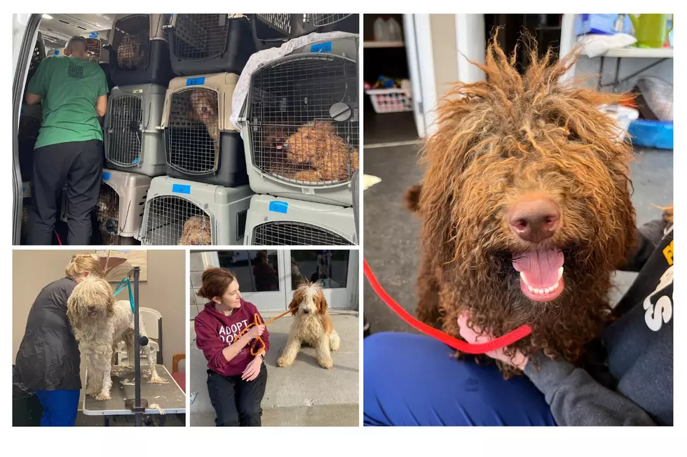 West Michigan Shelters Rescue 35 Golden Doodles from ‘Severe Neglect’ at Alabama Puppy Mill