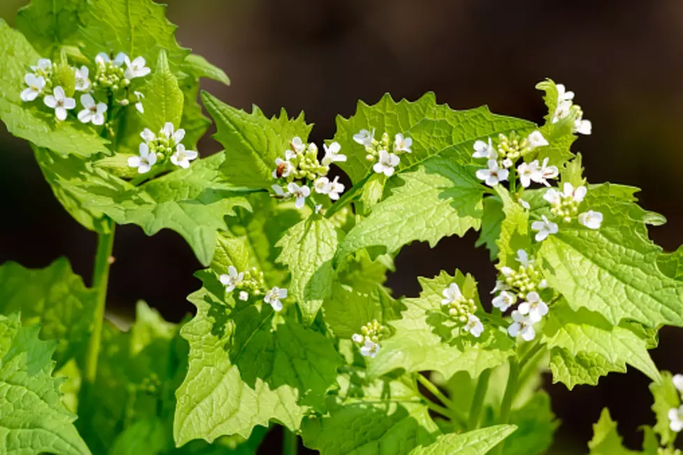 Garlic Mustard Is Bad For Lawns But A Tiny Bug May Take Care Of It