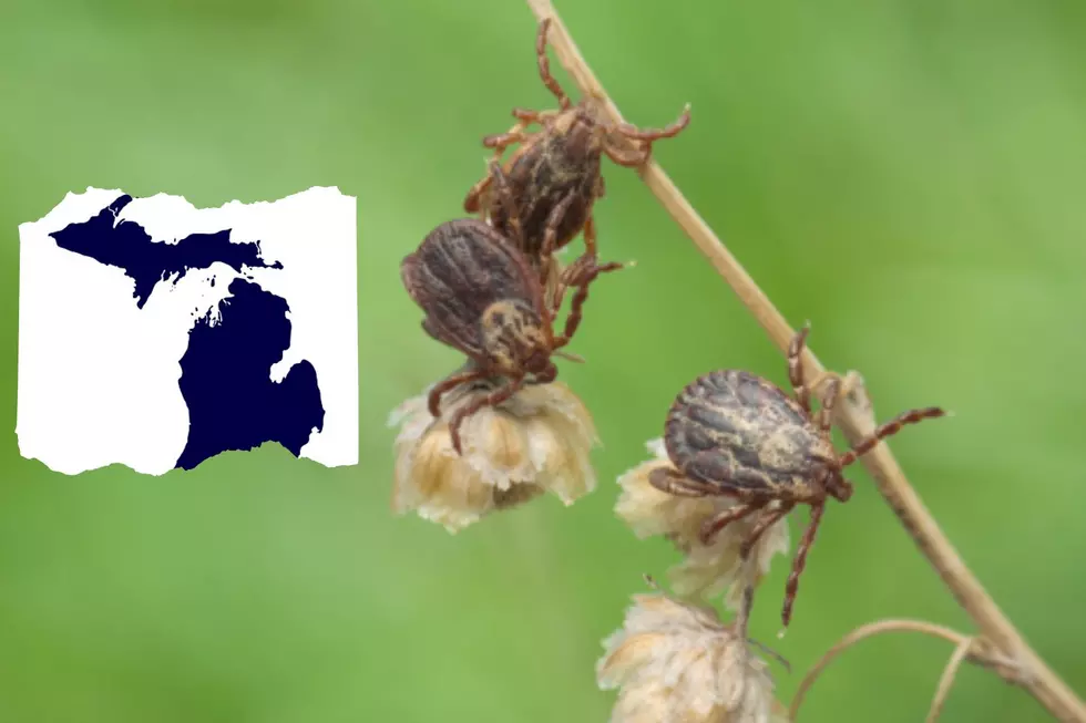 Why Are Ticks Such a Problem In Michigan This Year?