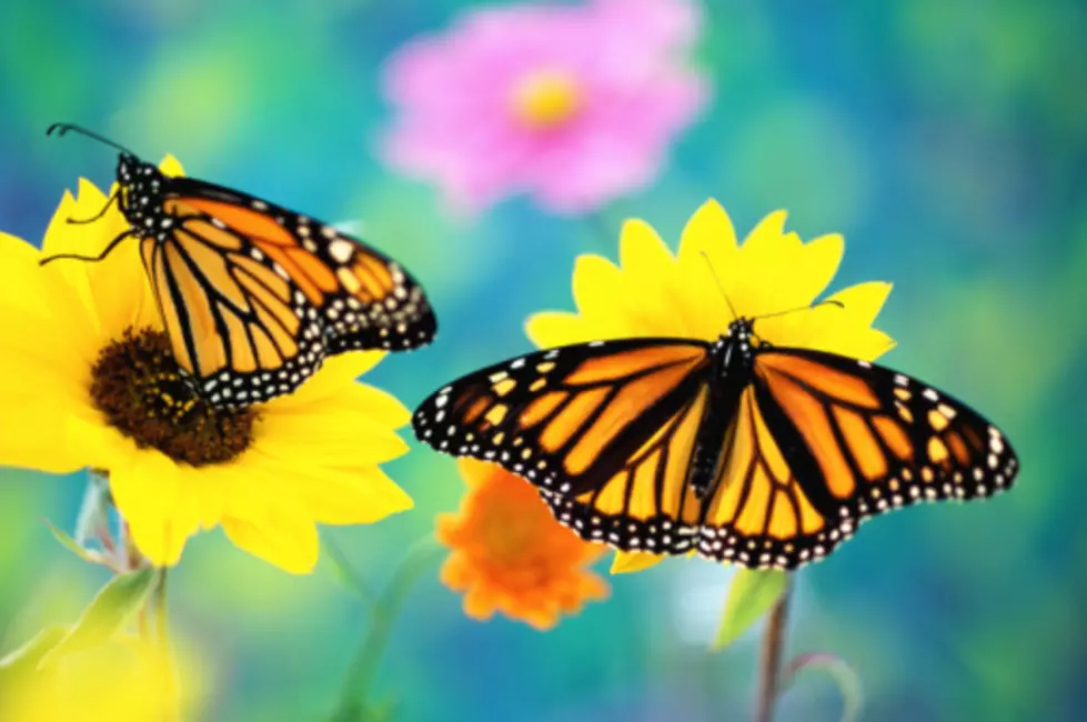 Beautiful Orange and Black Monarch Butterflies Now Endangered