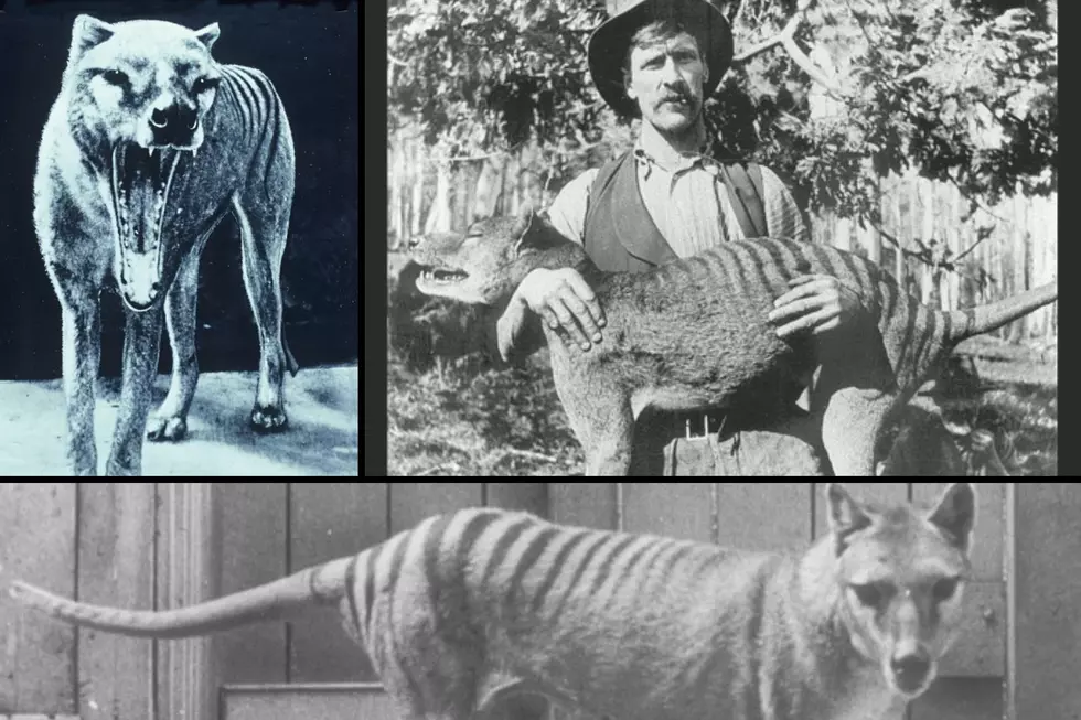 What the Hell is a Tasmanian Tiger and Do They Still Exist?