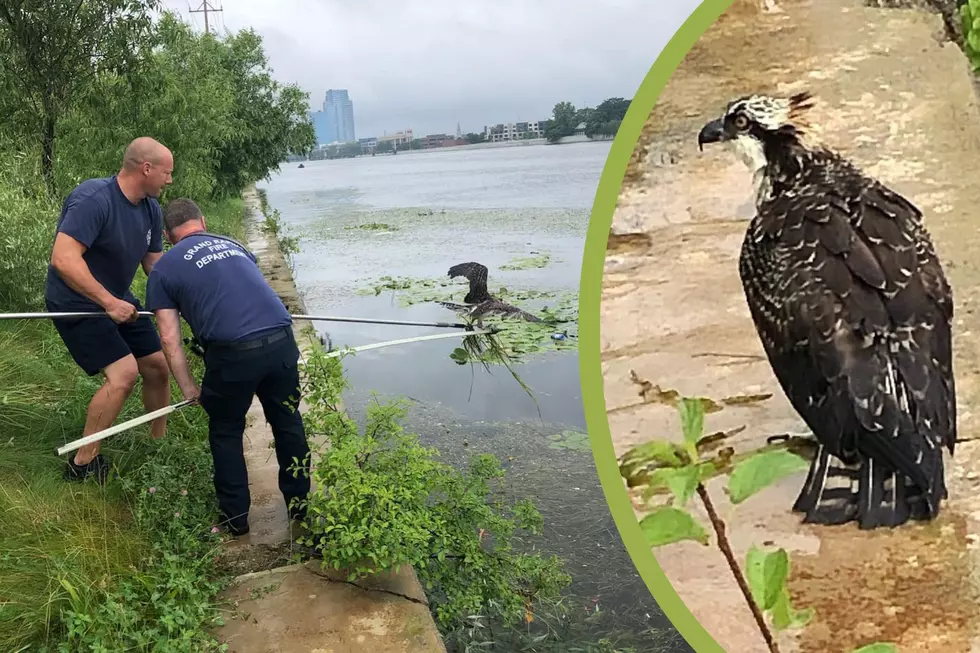 Grand Rapids Fire Department Rescues Osprey Tangled in Net on Grand River