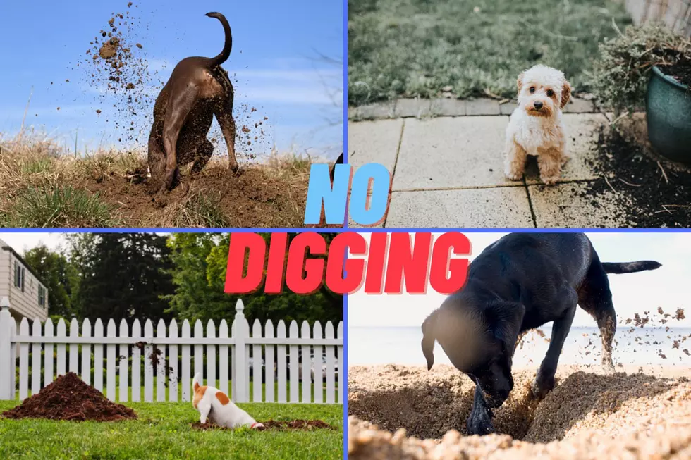 Here Are 6 Tips On How To Get Your Dog To Stop Digging Holes