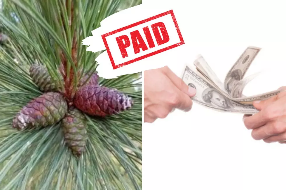 Need Extra Cash? How About Picking up Pine Cones For the DNR?