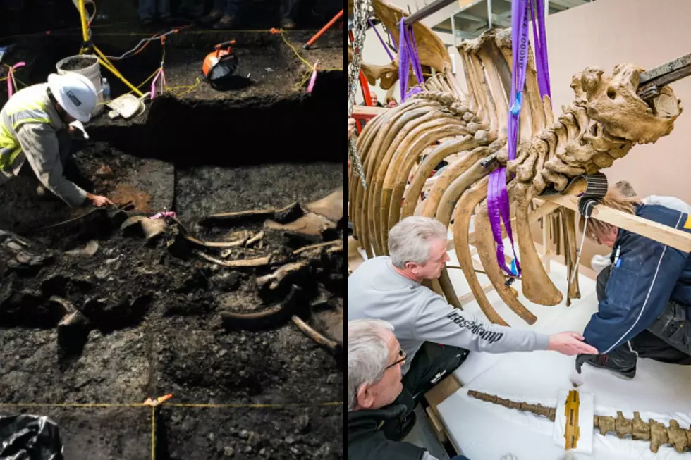 Mystery of Mastodon Bones Found in Kent Co Closer to Being Solved