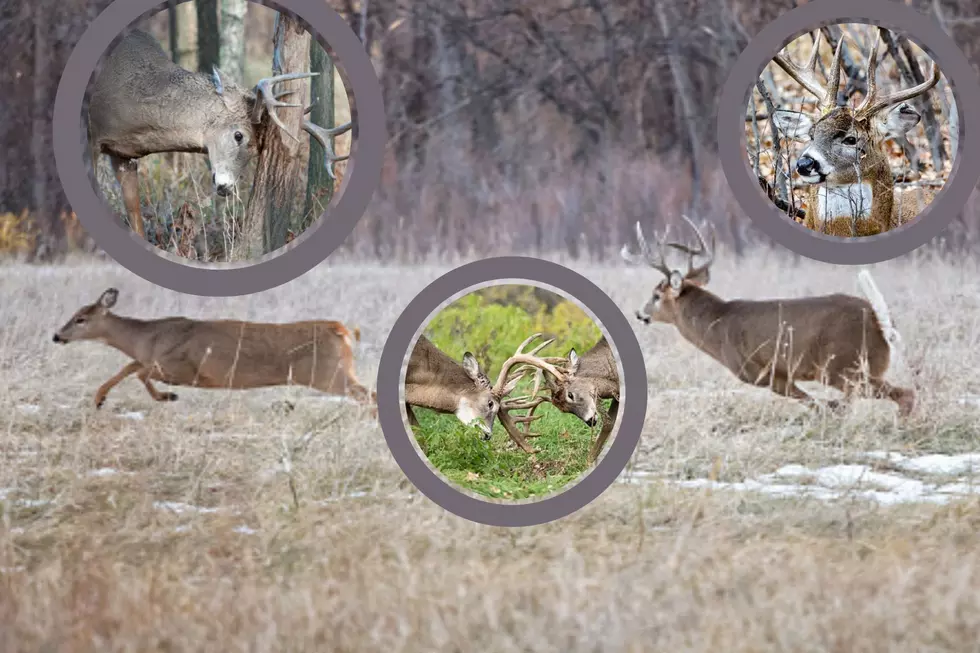 When Will the Deer Rut Be For Michigan Whitetail Hunters in 2022?