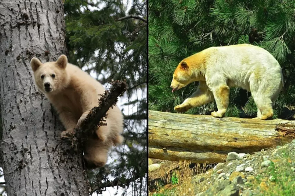 If Bear Hunters See a Spirit Bear, They Are Legal To Shoot?
