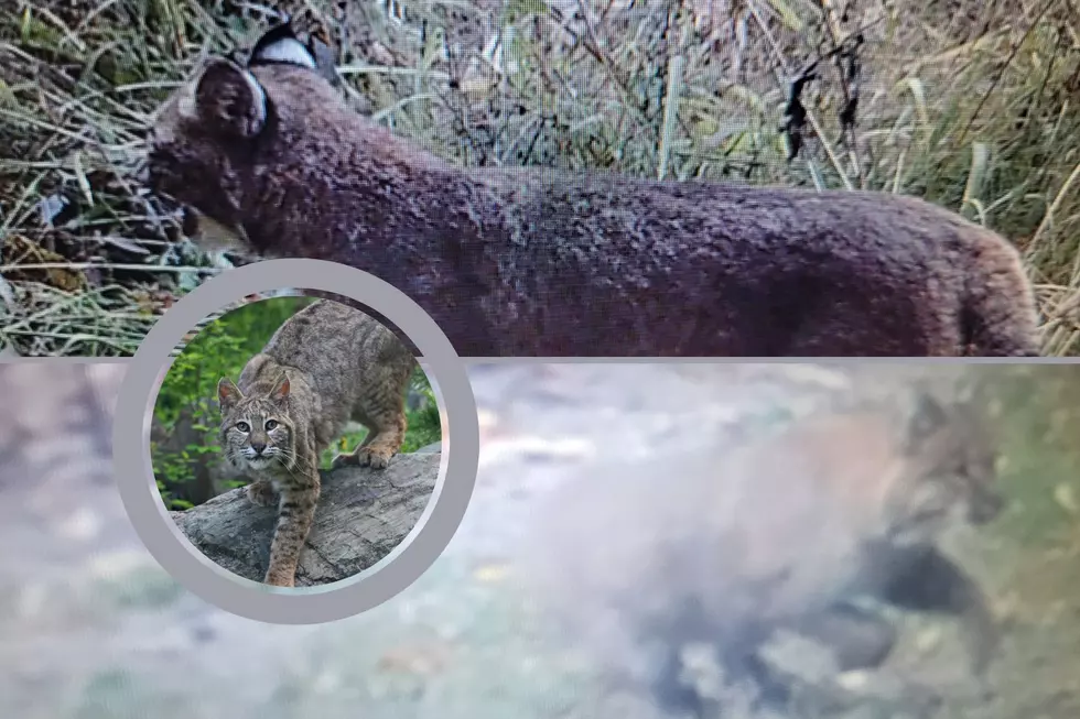 Bobcats Are Being Spotted In Lower Michigan, Are They A Threat?