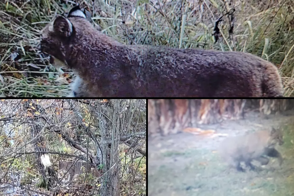 There Are Two Seasons To Hunt Bobcat in Michigan and Here&#8217;s How