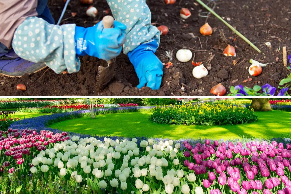 Half a Million Bulbs To Be Planted For Next Year’s Tulip Time