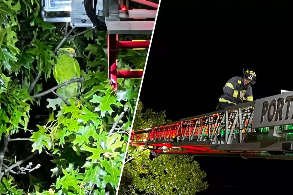 West Michigan Fire Department Rescues Pet Parrot From Tree